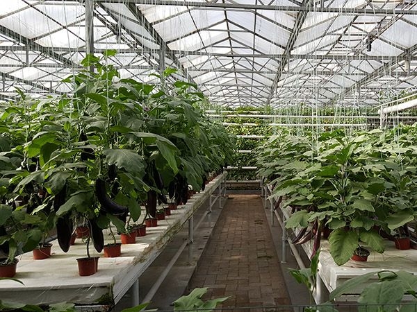 生態(tài)餐廳 (10)