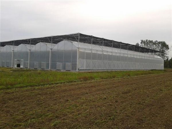 連棟薄膜溫室 (4)