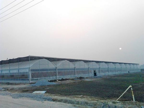 連棟薄膜溫室 (7)