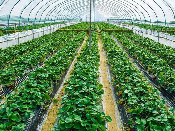 春秋保溫拱棚 (2)